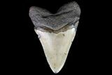 Large, Fossil Megalodon Tooth - North Carolina #75507-1
